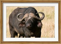 Cape Buffalo, Masai Mara National Reserve, Kenya Fine Art Print