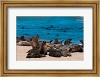 Cape fur seasl, Skeleton Coast NP, Namibia. Fine Art Print