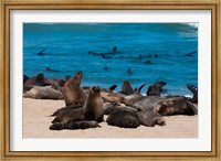 Cape fur seasl, Skeleton Coast NP, Namibia. Fine Art Print