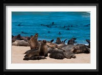 Cape fur seasl, Skeleton Coast NP, Namibia. Fine Art Print