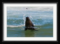 Cape fur seal, Arctocephalus pusilus, Skeleton Coast NP, Namibia. Fine Art Print
