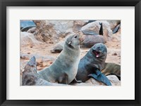 Cape Fur seals, Skeleton Coast, Kaokoland, Namibia. Fine Art Print