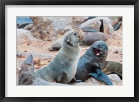 Cape Fur seals, Skeleton Coast, Kaokoland, Namibia. Fine Art Print