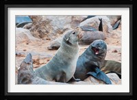 Cape Fur seals, Skeleton Coast, Kaokoland, Namibia. Fine Art Print