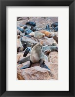 Cape Fur seals, Cape Cross, Skeleton Coast, Kaokoland, Namibia. Fine Art Print