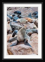Cape Fur seals, Cape Cross, Skeleton Coast, Kaokoland, Namibia. Fine Art Print