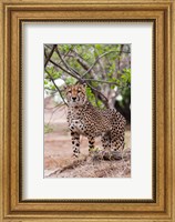 Cheetah, Kapama Game Reserve, South Africa Fine Art Print
