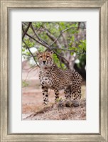 Cheetah, Kapama Game Reserve, South Africa Fine Art Print