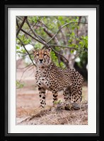 Cheetah, Kapama Game Reserve, South Africa Fine Art Print