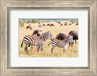 Common Zebra or Burchell's Zebra, Maasai Mara National Reserve, Kenya Fine Art Print