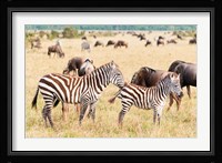 Common Zebra or Burchell's Zebra, Maasai Mara National Reserve, Kenya Fine Art Print