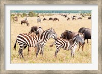 Common Zebra or Burchell's Zebra, Maasai Mara National Reserve, Kenya Fine Art Print
