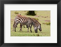 Zebra grazing, Maasai Mara, Kenya Fine Art Print