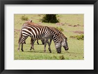 Zebra grazing, Maasai Mara, Kenya Fine Art Print