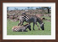 Common Zebra, Maasai Mara, Kenya Fine Art Print