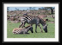 Common Zebra, Maasai Mara, Kenya Fine Art Print