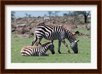 Common Zebra, Maasai Mara, Kenya Fine Art Print