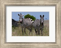 Common Zebra, Masai Mara National Reserve, Kenya Fine Art Print