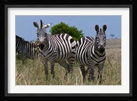 Common Zebra, Masai Mara National Reserve, Kenya Fine Art Print