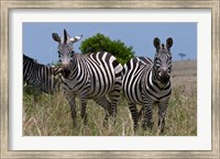 Common Zebra, Masai Mara National Reserve, Kenya Fine Art Print
