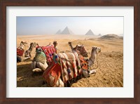 Egypt, Cairo, Camels, desert sands of Giza Pyramids Fine Art Print