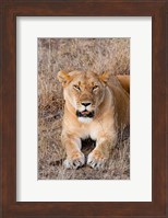 Female lion, Maasai Mara National Reserve, Kenya Fine Art Print