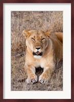 Female lion, Maasai Mara National Reserve, Kenya Fine Art Print