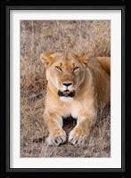 Female lion, Maasai Mara National Reserve, Kenya Fine Art Print