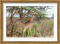 Giraffe, Maasai Mara National Reserve, Kenya Fine Art Print