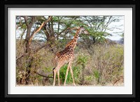 Giraffe, Maasai Mara National Reserve, Kenya Fine Art Print