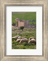 Grazing sheep by the Capitole, UNESCO site, Dougga, Tunisia Fine Art Print