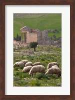 Grazing sheep by the Capitole, UNESCO site, Dougga, Tunisia Fine Art Print