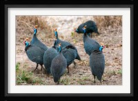 Helmeted guineafowl, Maasai Mara National Reserve, Kenya Fine Art Print