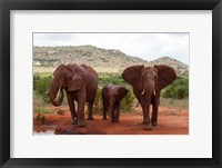 Elephants and baby, Tsavo East NP, Kenya. Fine Art Print
