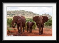 Elephants and baby, Tsavo East NP, Kenya. Fine Art Print