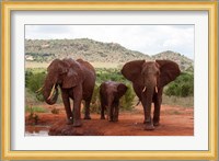 Elephants and baby, Tsavo East NP, Kenya. Fine Art Print