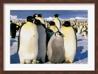 Emperor Penguins, Atka Bay, Weddell Sea, Antarctic Peninsula, Antarctica Fine Art Print