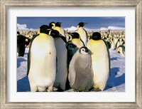 Emperor Penguins, Atka Bay, Weddell Sea, Antarctic Peninsula, Antarctica Fine Art Print