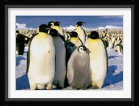 Emperor Penguins, Atka Bay, Weddell Sea, Antarctic Peninsula, Antarctica Fine Art Print