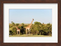 Giraffe, Giraffa camelopardalis, Maasai Mara, Kenya. Fine Art Print