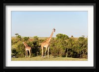 Giraffe, Giraffa camelopardalis, Maasai Mara, Kenya. Fine Art Print