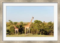 Giraffe, Giraffa camelopardalis, Maasai Mara, Kenya. Fine Art Print