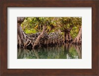 Africa, Liberia, Monrovia. View of mangroves on the Du River. Fine Art Print