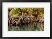 Africa, Liberia, Monrovia. View of mangroves on the Du River. Fine Art Print