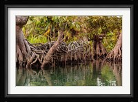 Africa, Liberia, Monrovia. View of mangroves on the Du River. Fine Art Print