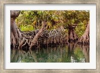 Africa, Liberia, Monrovia. View of mangroves on the Du River. Fine Art Print