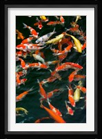 China, Hong Kong, Kowloon, Koi carp in Nan Lian Garden Fine Art Print