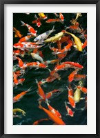 China, Hong Kong, Kowloon, Koi carp in Nan Lian Garden Fine Art Print