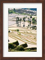 Flooded Ai Cun Rice Terraces, Yuanyang County, Yunnan Province, China Fine Art Print