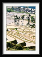 Flooded Ai Cun Rice Terraces, Yuanyang County, Yunnan Province, China Fine Art Print